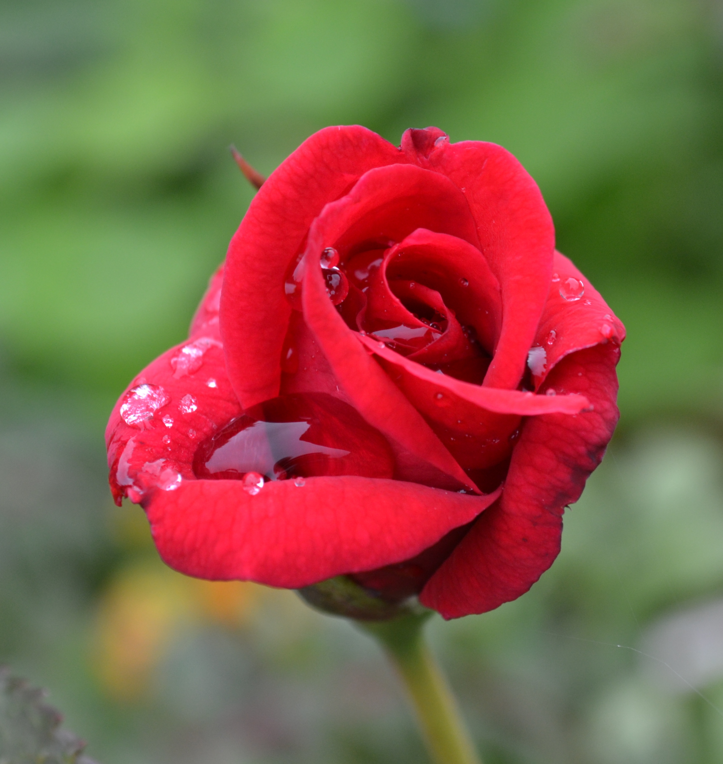 Red Rose with raindrops by K Marsh