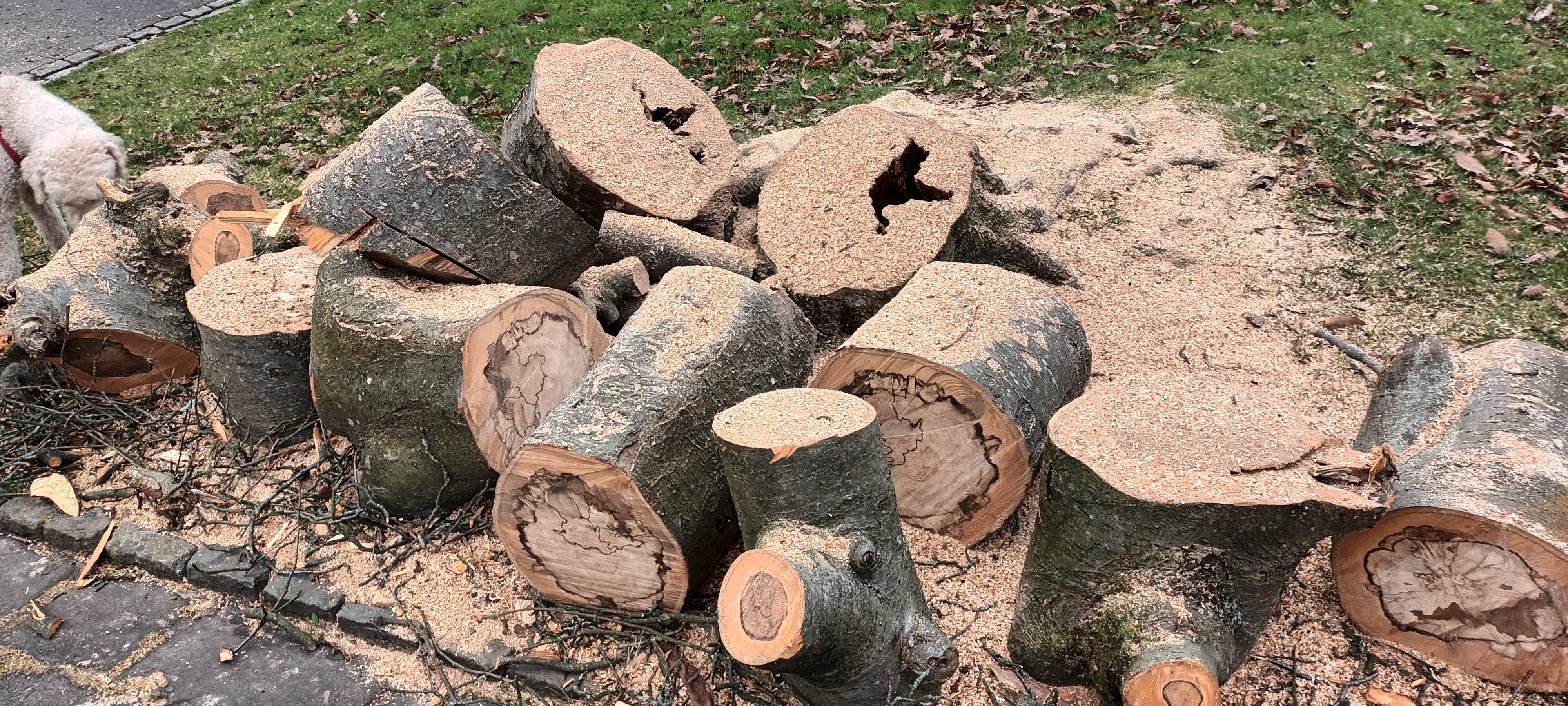 tree segments showing damage in the rings Copyright p tyers